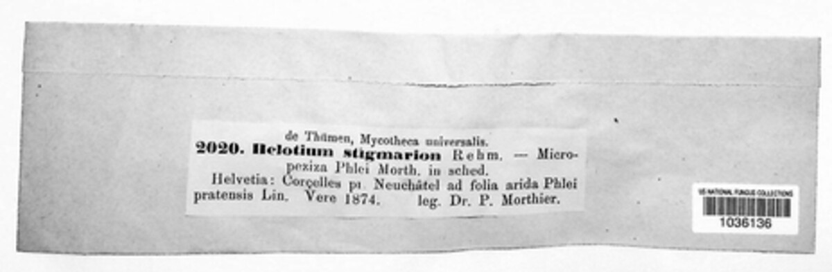 Pachydisca stigmaion image
